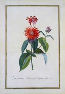 Monaodra Didyma, by George Dionysius Ehret. England, 18th century