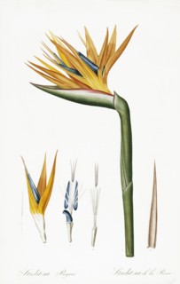 Plate on P.66 from Les Liliacees Vol.2 Strelitzia Reginae, by P.J.Redoute