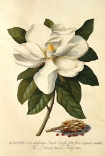 Magnolia Grandiflora, by George Dionysius Ehret. England, 18th century