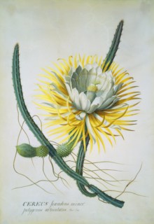 Cereus Cactus, by George Dionysius Ehret. England, 18th century