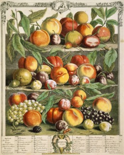 August, from The Twelve Months of Fruits, by Robert Furber. England, 1732