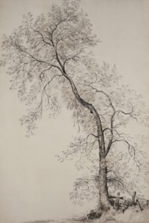 Constable, An ash tree