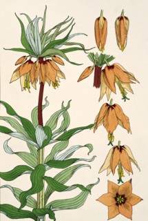 Crown Imperial, by EugÞne Samuel Grasset. London, England, 1897