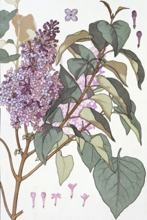 Lilac, by EugÞne Samuel Grasset. London, England, 19th century