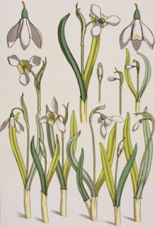 SNwdrops, by Eugene Grasset. London, England, 1897