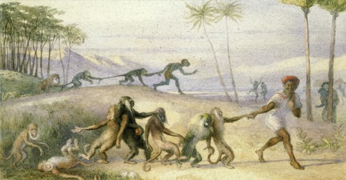 The Manners and Customs of Monkeys, by Richard Doyle. England, 19th century
