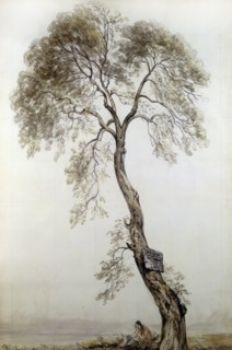 Constable, An ash tree