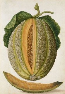 Le Moyne de Morgues, Un melon