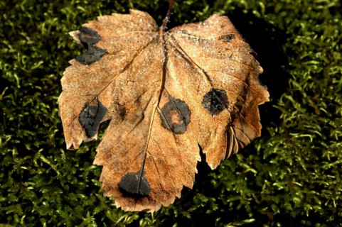 Feuille d'automne ressemblant à une tête de chien