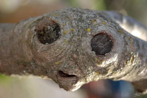 Noeud d'une branche d'arbre ressemblant à E.T.