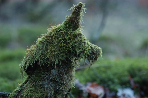Tronc d'arbre recouvert de mousse ayant pris la forme d'un chien