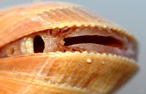 Coquillage zoomorphe