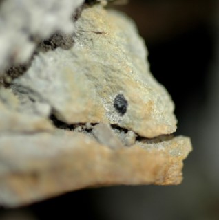 Détail d'une pierre zoomorphe