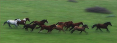 Wyoming. Herd of horses