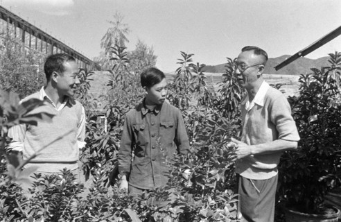 Pu Yi dans un jardin à Pékin, septembre 1961
