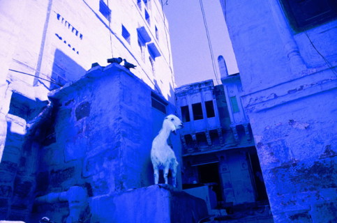 La "cité bleue" à Jodhpur, l'ouest du Rajasthan, Inde