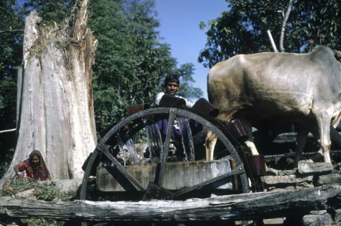 Homme faisant tourner une roue hydraulique, Inde