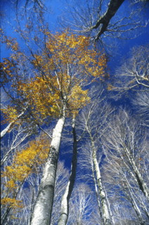 Couleurs d'automne dans les forêts des Marches, Italie