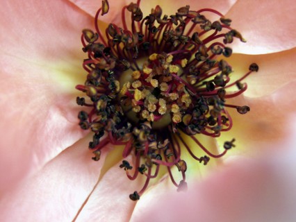 Rose (rosa)