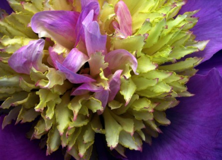 Flower (macro)