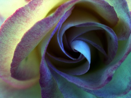Rose (rosa)