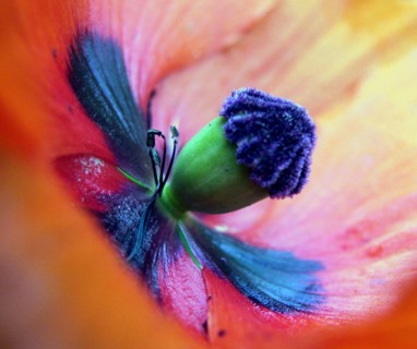 Tulip (tulipa)