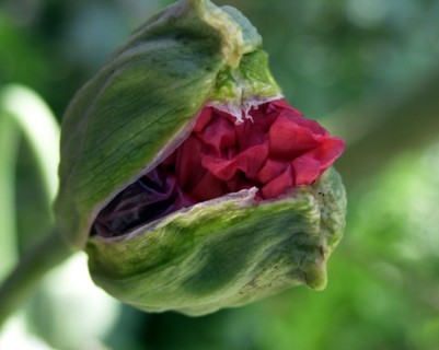 Poppy (papaver)