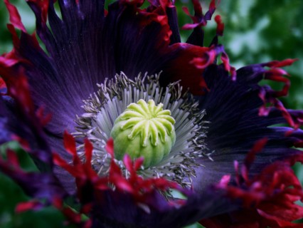 Opium poppy (Papaver somniferum)