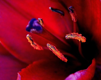 Lily (Lilium)