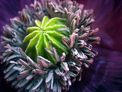 Opium poppy (Papaver somniferum)