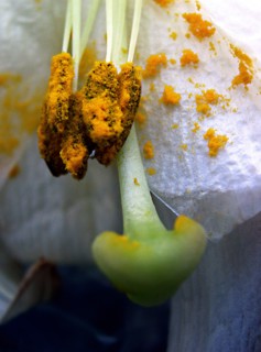 Easter lily (Lilium longiflorum)