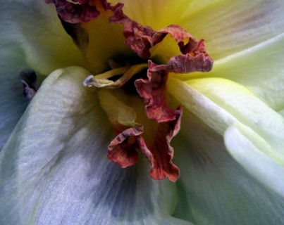 Narcissus (Narcissus)