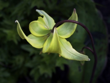 Trout lily (Erythronium americanum)