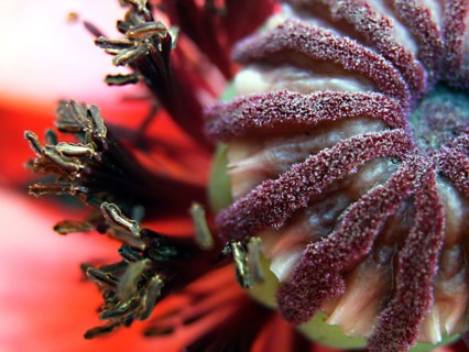 Poppy (Papaver)