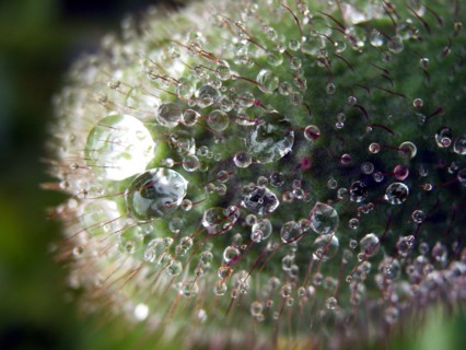 Poppy (Papaver)