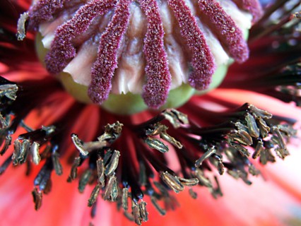 Poppy (Papaver)
