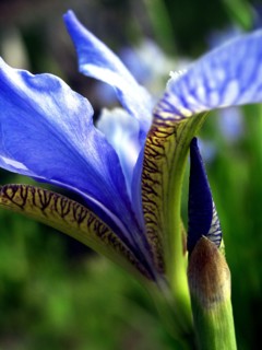 Siberian Iris (Iris sibirica)