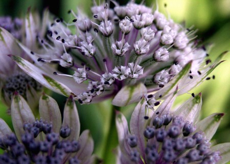 Masterwort Genus (Astrantia major)