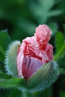 Poppy (Papaver)