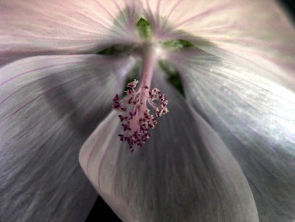 Prairie mallow (Sidalcea)
