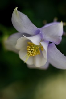 Columbine (Aquilegia)