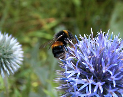 Echinops (Echinops ritro)