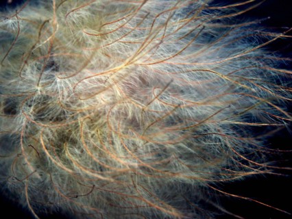 Clematis (Clematis)