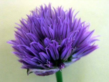 Chives (Allium schoenoprasum)