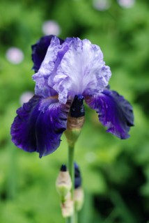 Blue iris