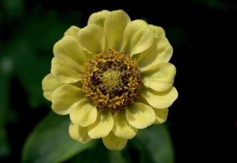 Zinnia (Zinnia)