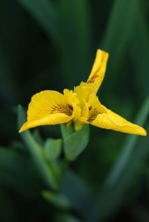 Yellow Flag Iris (Iris pseudacorus)