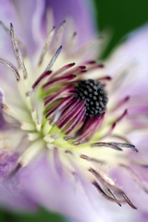 Clematis (Clematis)