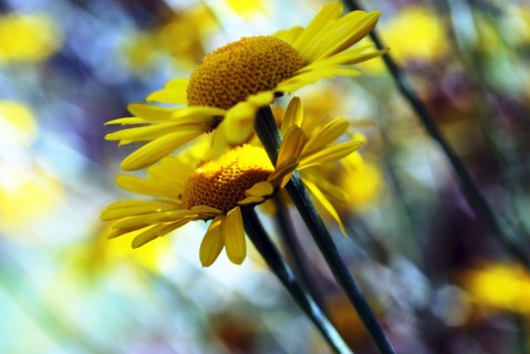 Golden marguerite (Anthemis tinctoria)