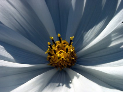 Daisy (Leucanthemum)